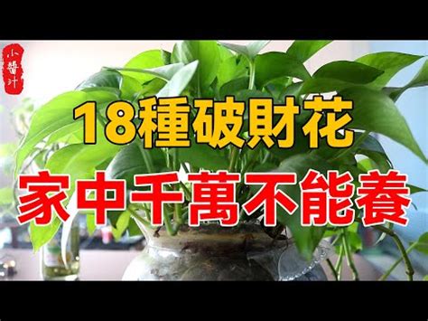 九重葛 風水|九重葛風水擺設指南：招財旺運，避開騰蛇勾絞煞 